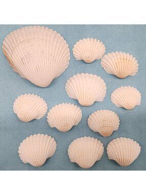 Natural White Scallop Seashells Nautical Collection For Crafts & Decor Lot of 11